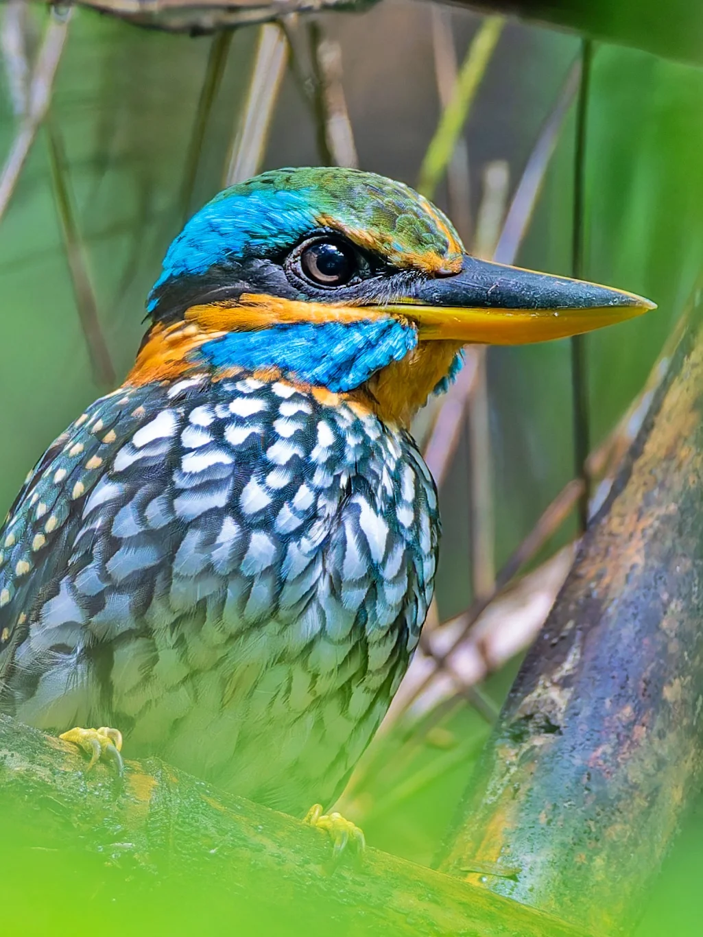 斑林翡翠实在是太美了！