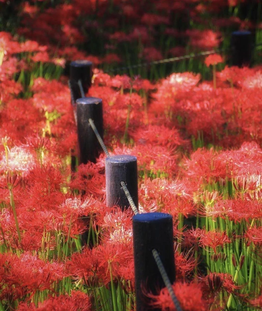 日本茨城县|相信我你想要的都在这