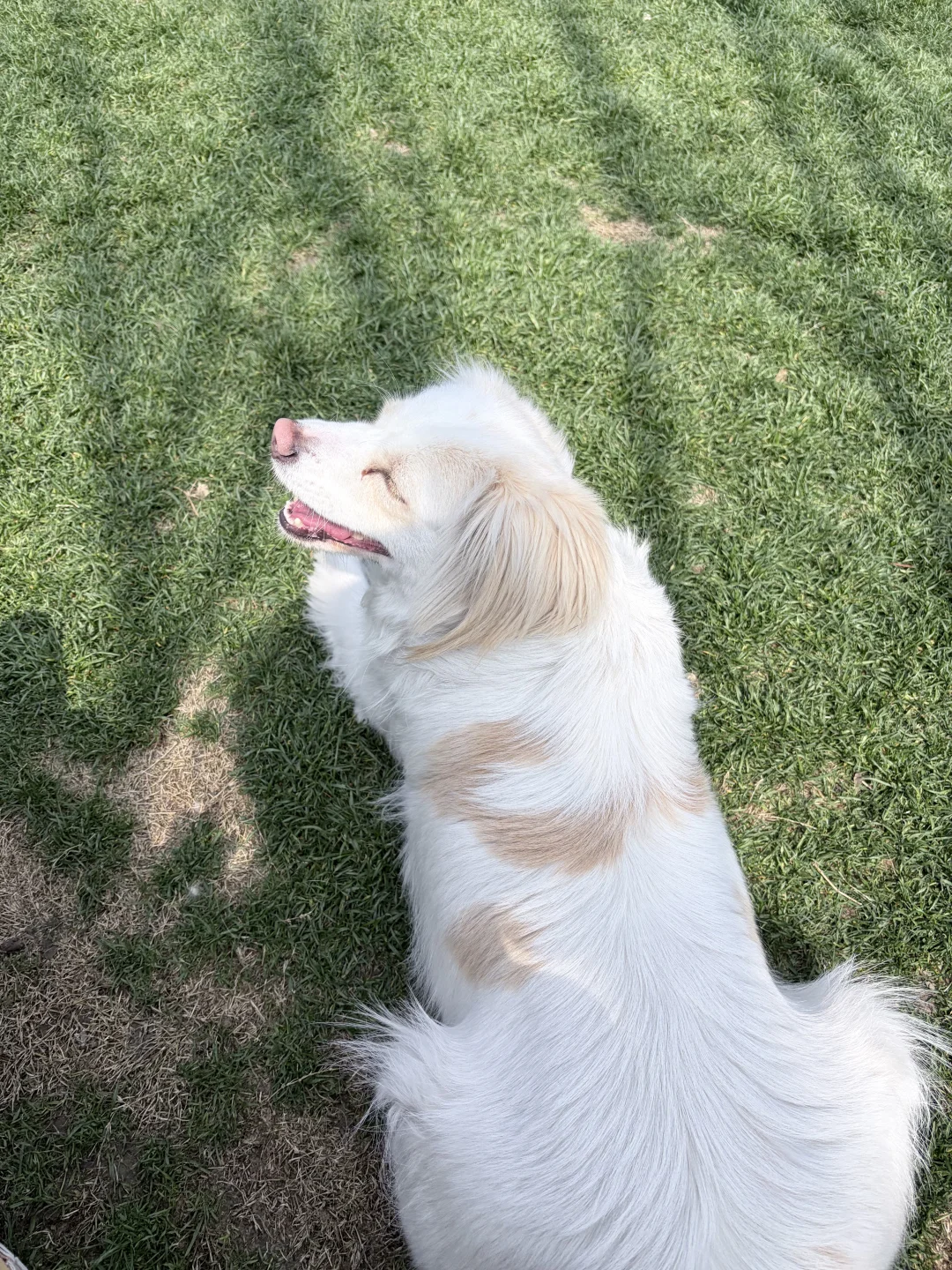 草坪小狗开心快乐