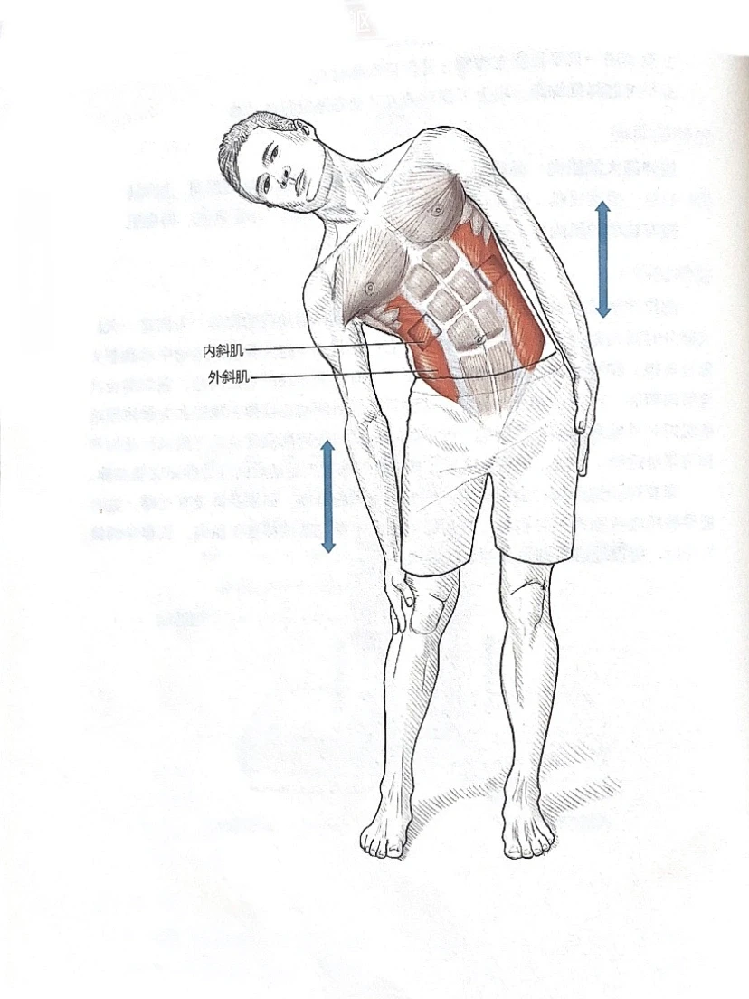想要马甲线、试试这个拉伸