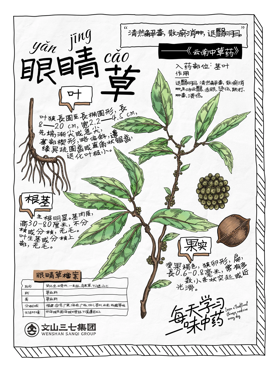 👉🏻每天学习一味中药｜眼睛草