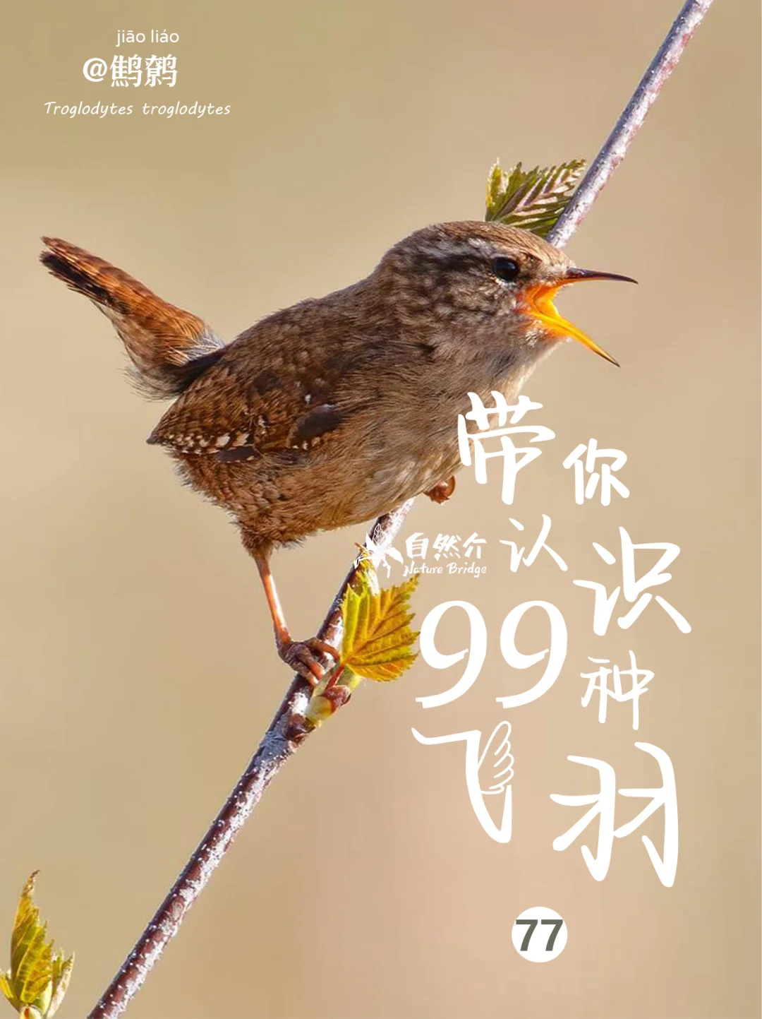 带你认识99种飞羽