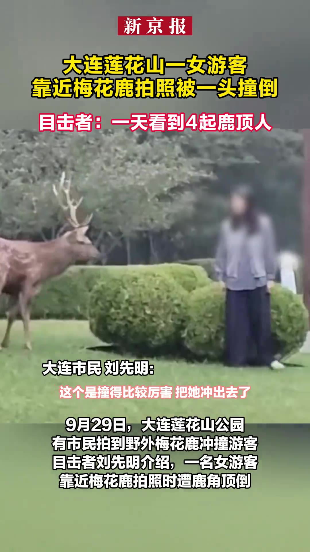 辽宁大连，莲花山景区，一名女游客凑近梅花鹿想拍照，谁料那头鹿突然低头冲过来，一下把她顶翻在地。旁边目击的人说，光那一天就看到了4起鹿顶人的事。人被撞出去老远，好在是侧着身子，鹿角先磕在手臂上，主要力气都卸在胳膊那儿，伤得不算最重。可这已经不是头一回了——景区里的鹿，怎么就成了会伤人的主儿？

来源：
