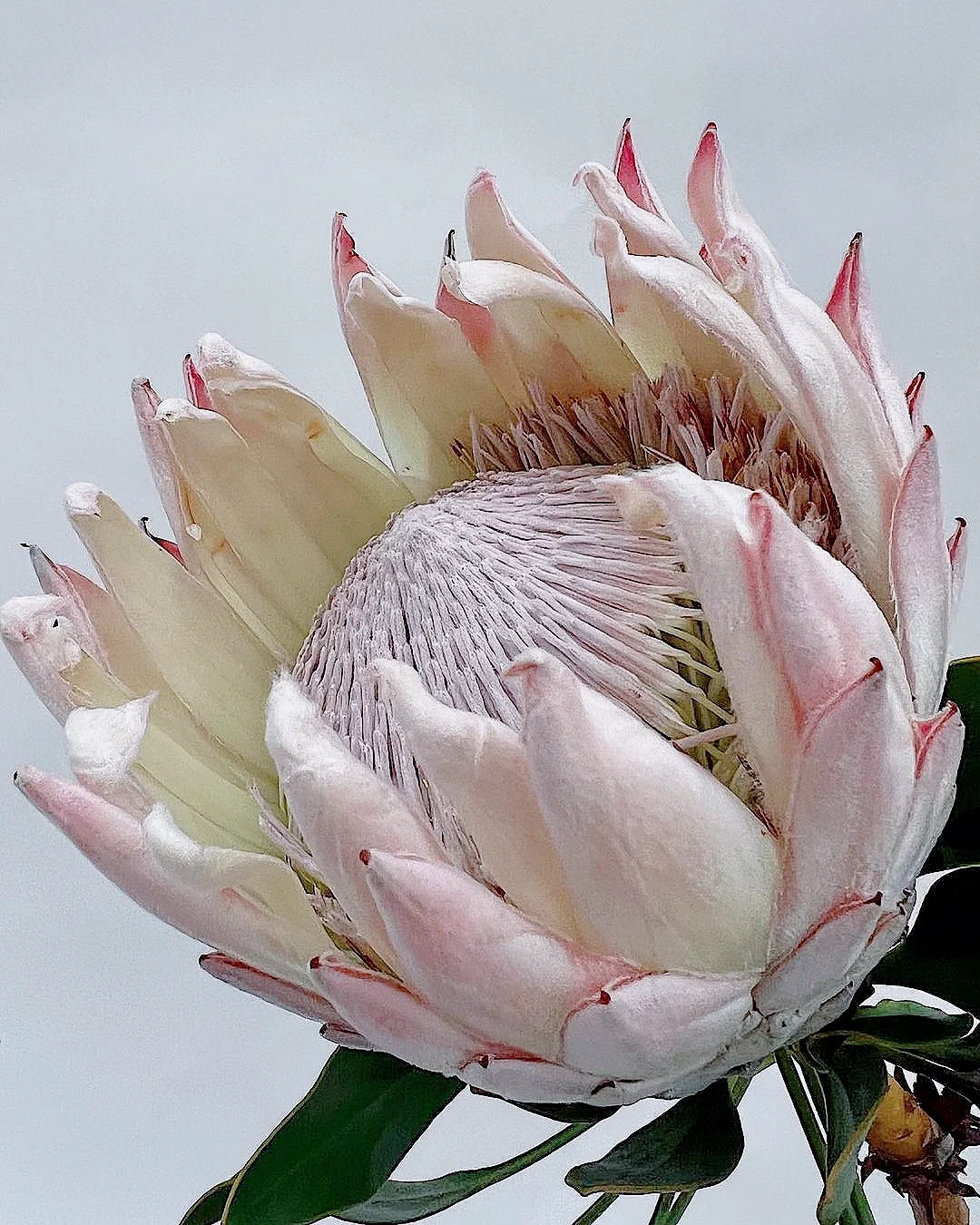 带你每天认识一种花材176｜进口粉色帝王花