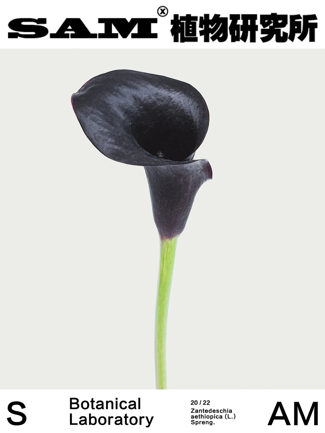 黑色马蹄莲｜Zantedeschia Aethiopica