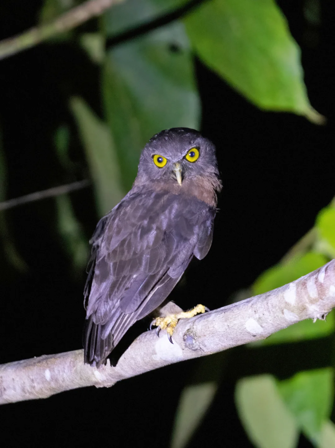 惊喜！夜观看见一只巴布亚褐鹰鸮（非鹰鸮）