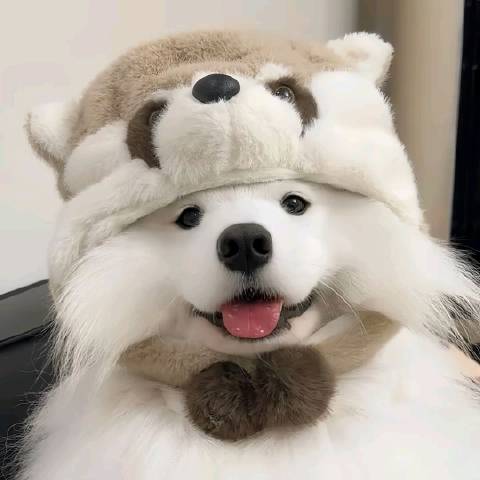 莓屿听雪