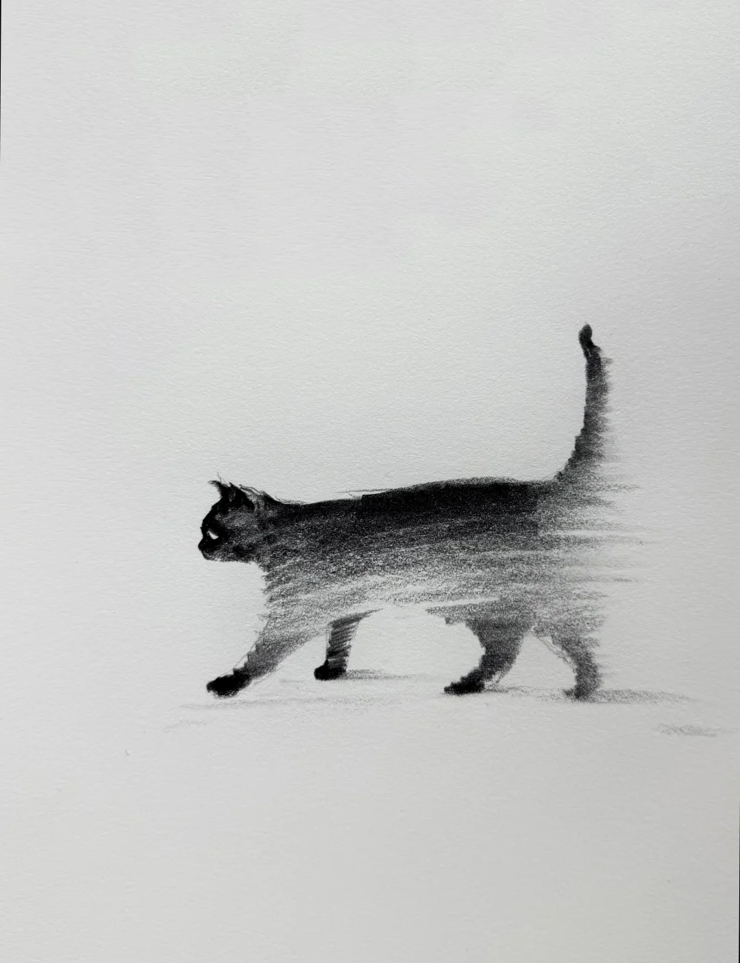 猫咪在我的纸上走起来了！！