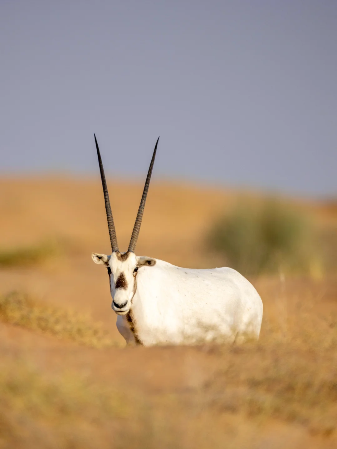去这里就是为了看曾经野外灭绝的阿拉伯剑羚
