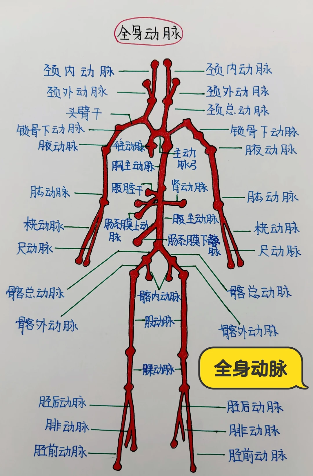 今日学习打卡——全身动脉