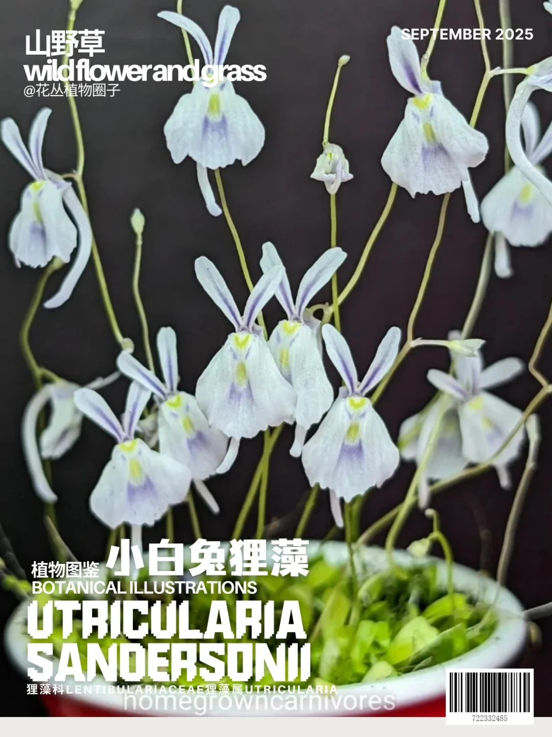小白兔狸藻Utricularia sandersonii
