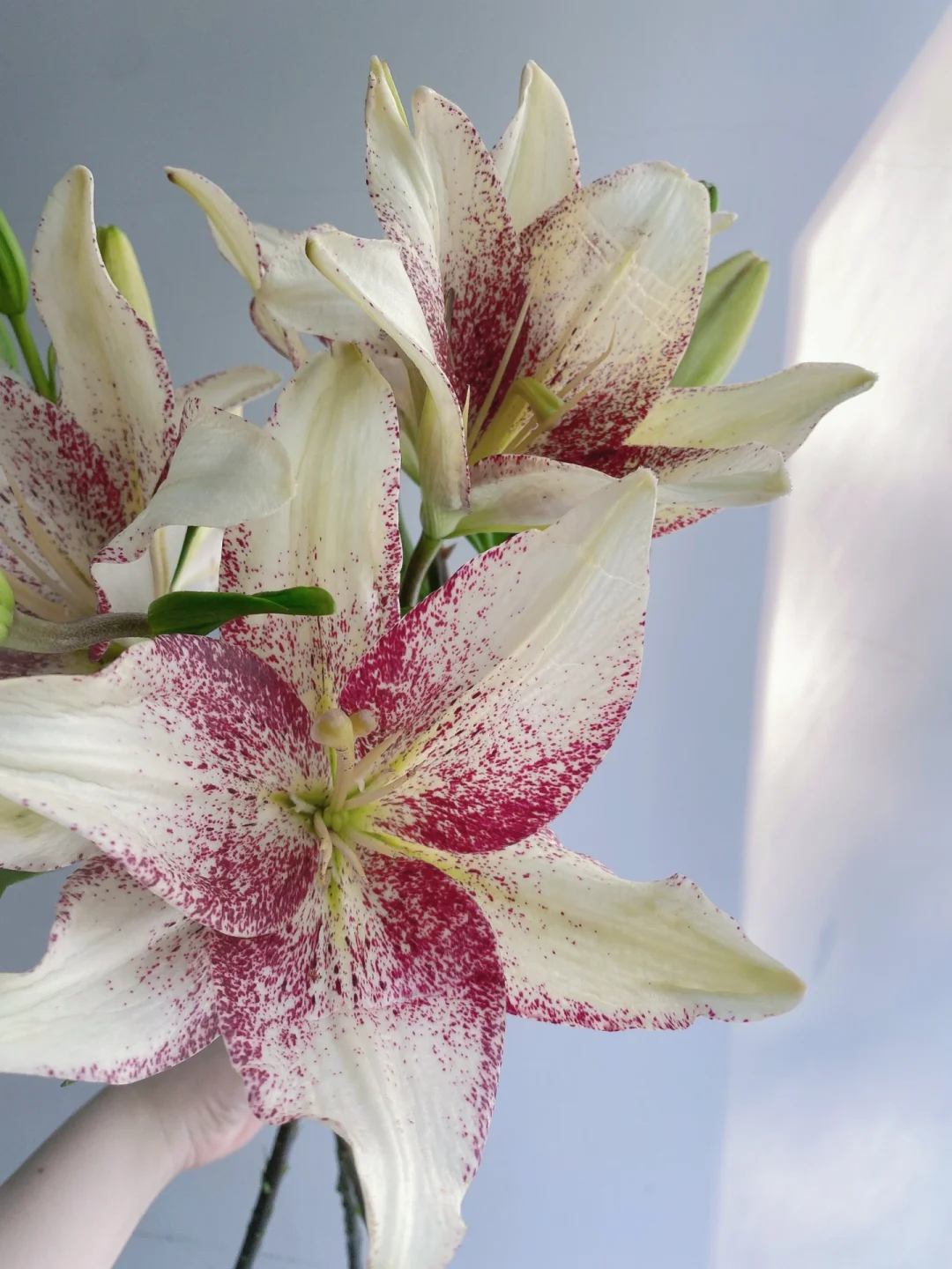 带你每天认识一种花材187｜亚百合“赞美诗”