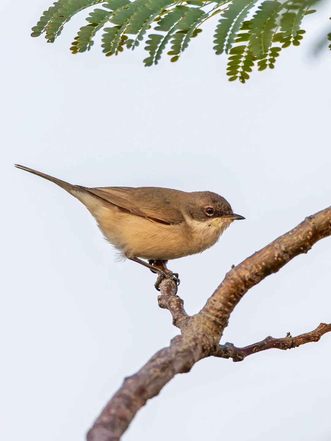 在广东看一眼白喉林莺真是不容易啊