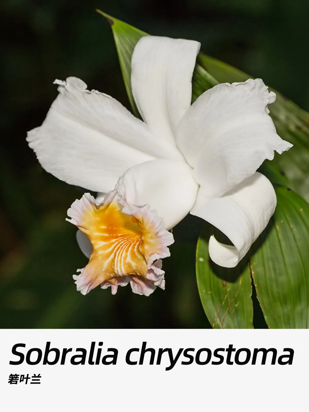 带你每天认识一种花材443｜箬叶兰