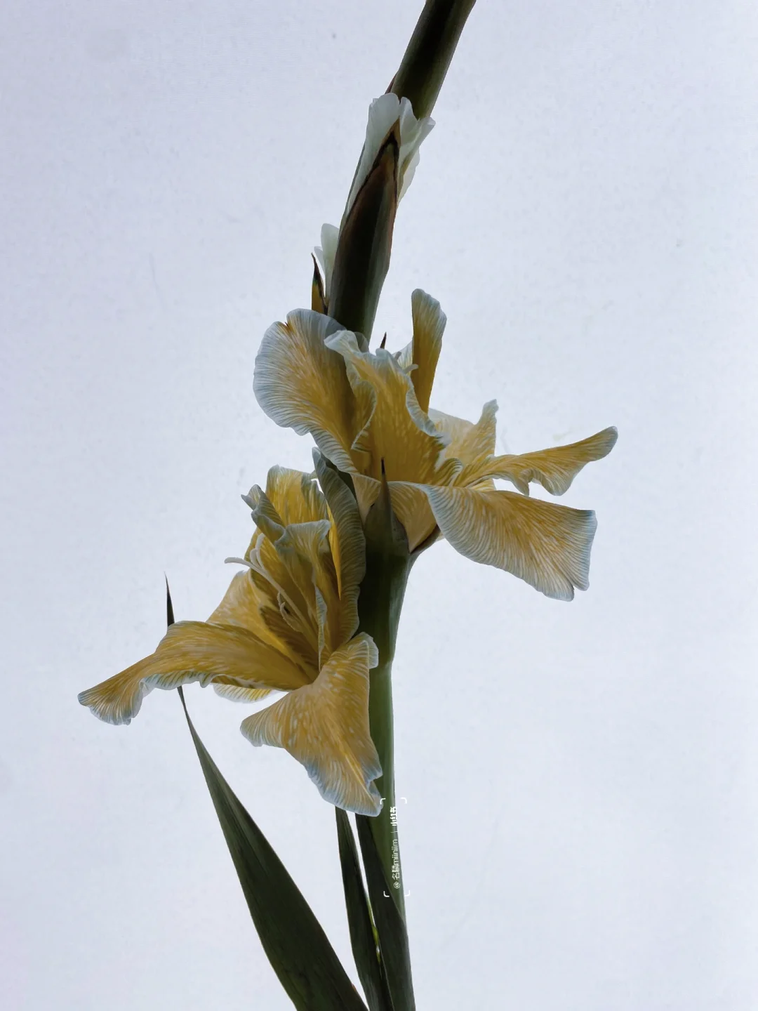 国产剑兰｜“孤影淡潇湘”