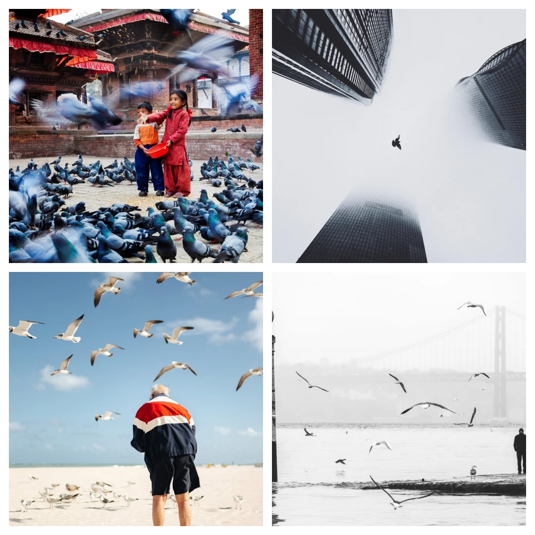 【审美提升】鸟·城市守望者-专题分享