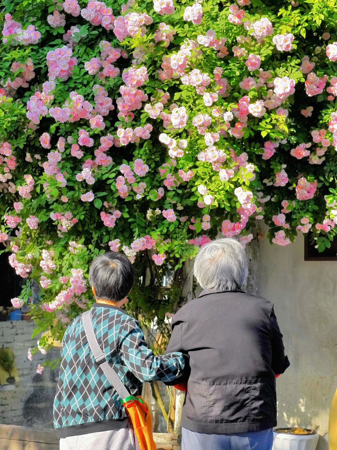四月来苏州🌸别错过赏花citywalk机位路线‼️