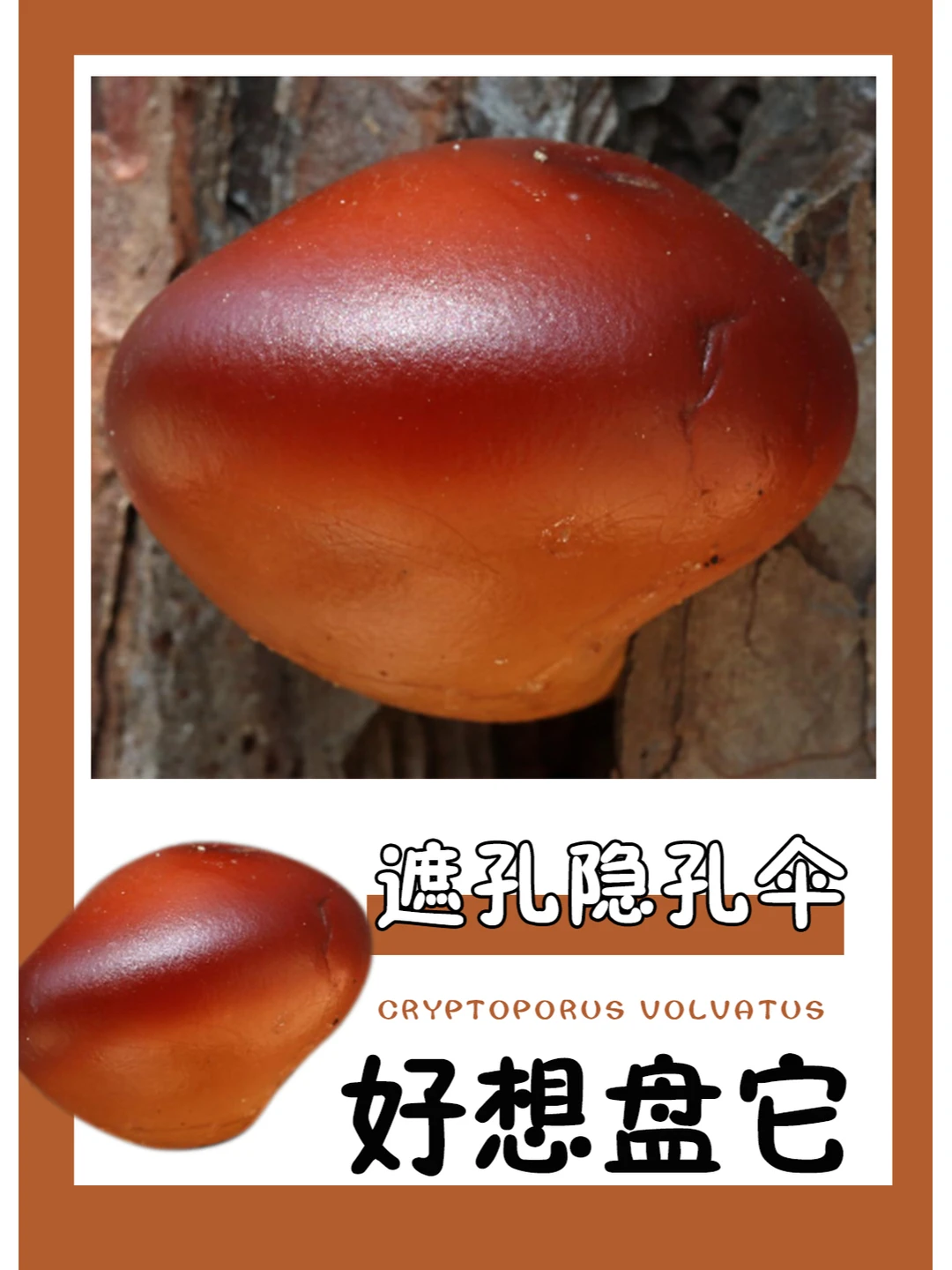 表面这么光滑，不盘可惜了