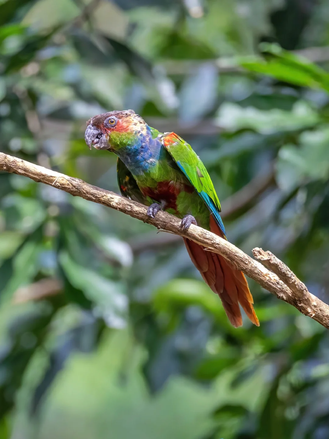 罕见的彩虹色鹦鹉！蓝喉鹦哥