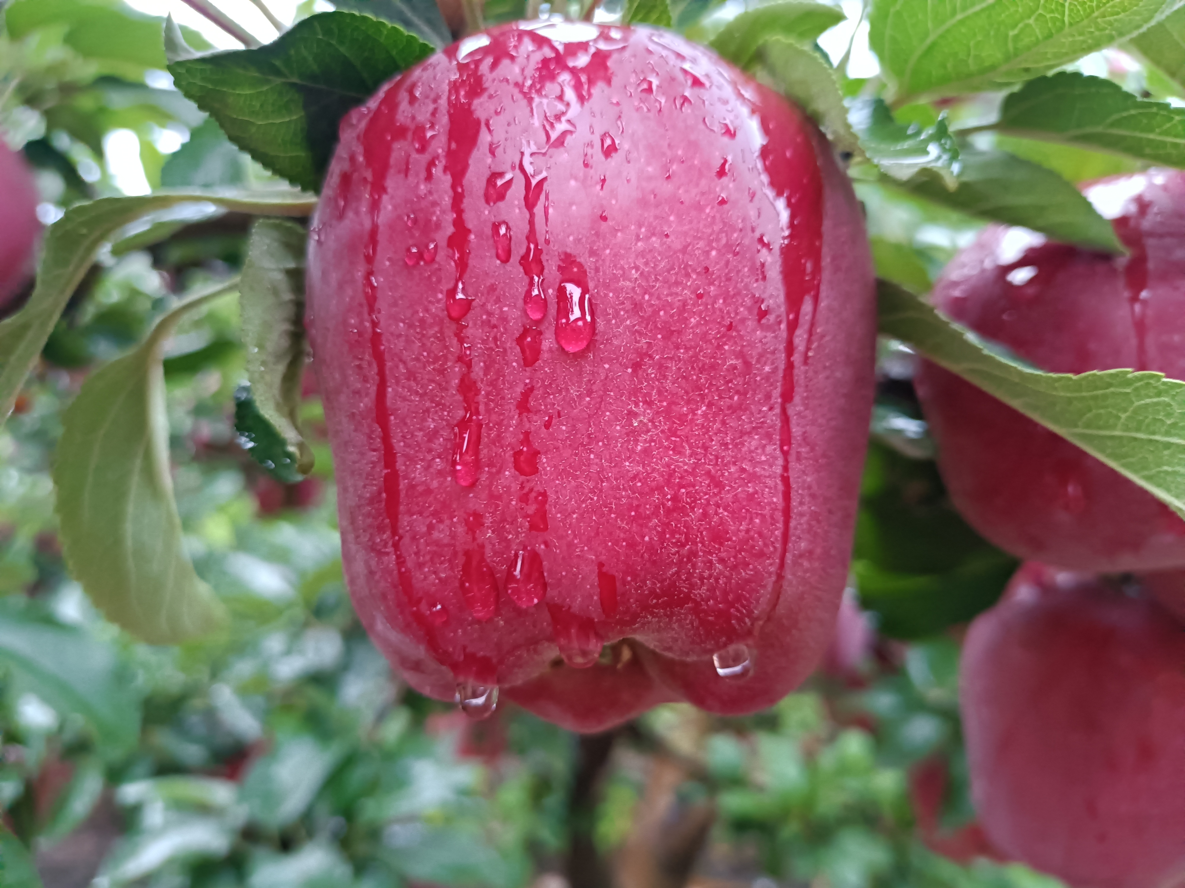 一场及时雨的到位，给马上上市的花牛苹果，如虎添翼，加糖加色。

花牛苹果，产地甘