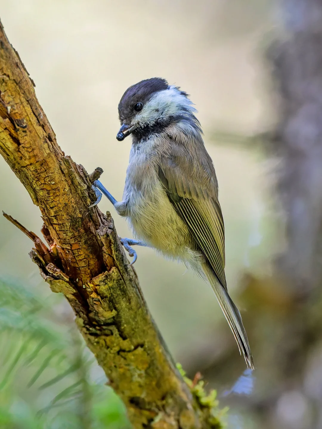 褐头山雀找到好吃的啦
