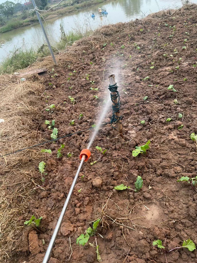 不知道是不是外国的月亮比东亚的圆，但是外国的药绝对比国产的好，整个下午，内心很平静顺便把板蓝根，红菜苔甚至大蒜苗都打了一遍，红菜苔分两种，一种是洪山菜苔，据说可以长到手臂粗，种了25株试试水，一种更牛bee，种子都是一百一袋还要自己育苗，过两个月了看看效果 ​​​