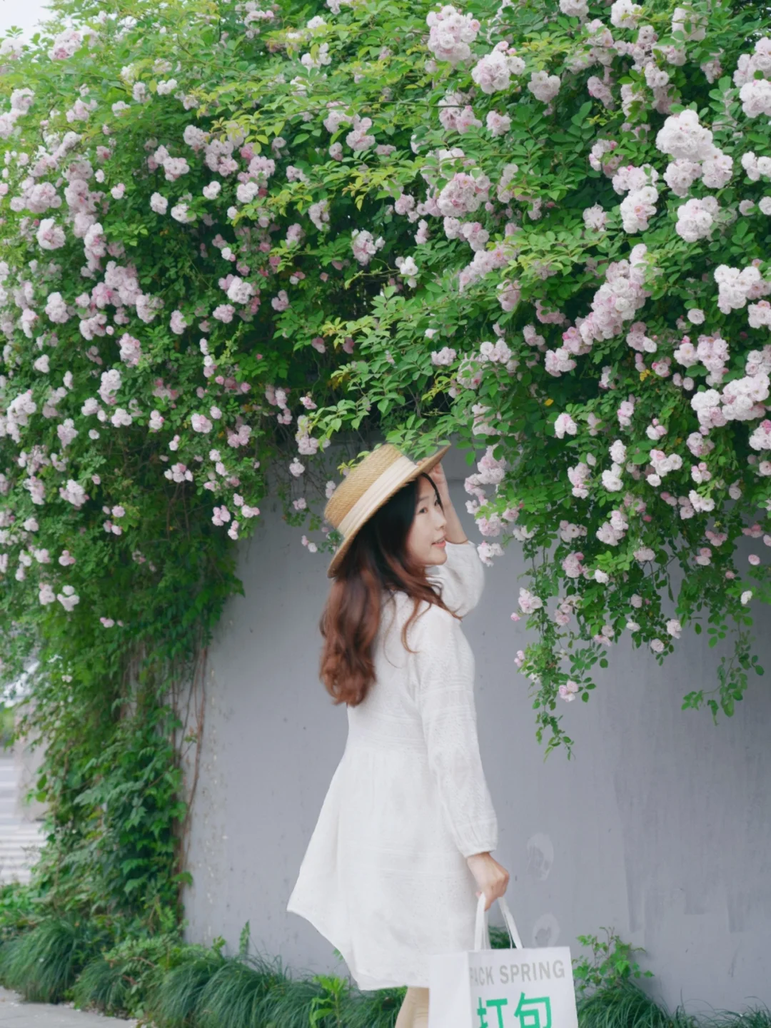 杭州最美转角，百米蔷薇花瀑布无人问津！