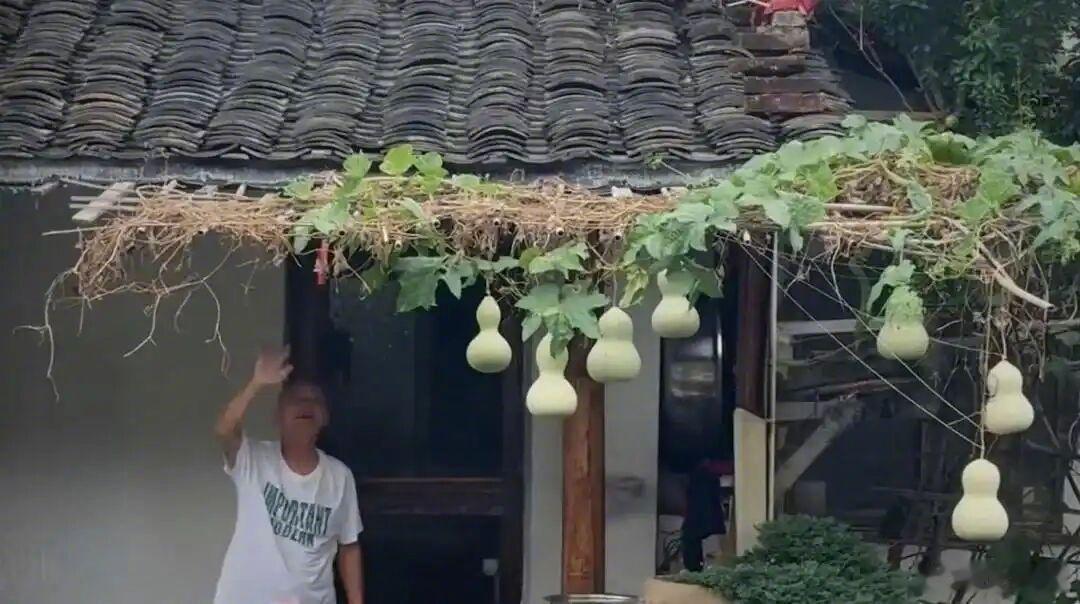 【热评丨喜欢一棵树不必踩进麦田 欣赏一位老人不一定要敲响他的家门】“葫芦爷爷”亲手剪下了“葫芦娃”。这干脆利落的一剪，也是两位老人被迫按下的“断网键”。流量的起点，往往是善意的。但对普通人而言，流量给予的关注，究竟是一份礼物，还是一副看不见的枷锁？  ​