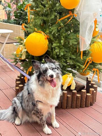 老公加班很晚回家，到家ollie特兴奋疯狂叫爸爸<br />没错，我家...