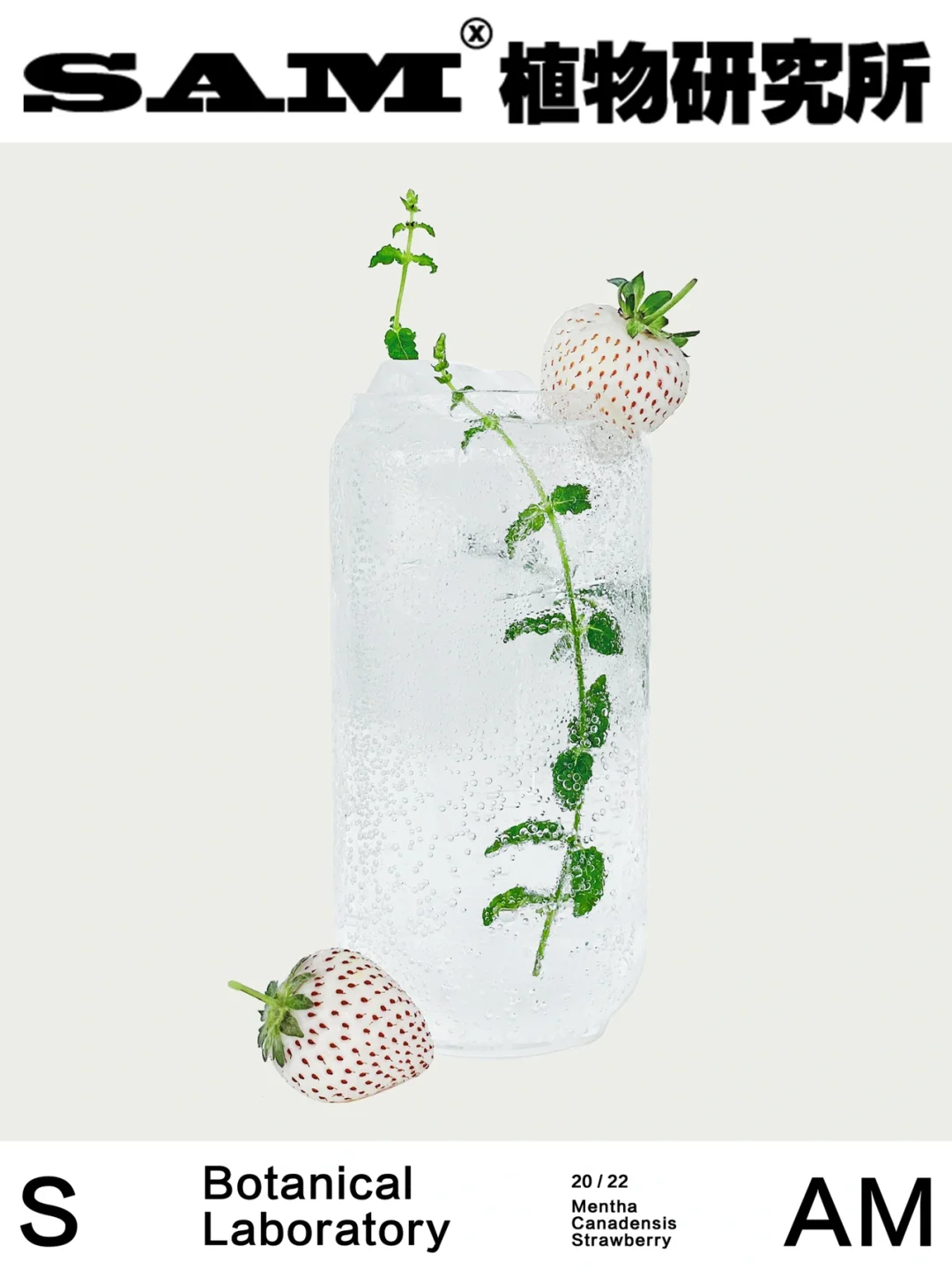 草莓薄荷丨Mentha Canadensis Strawberry