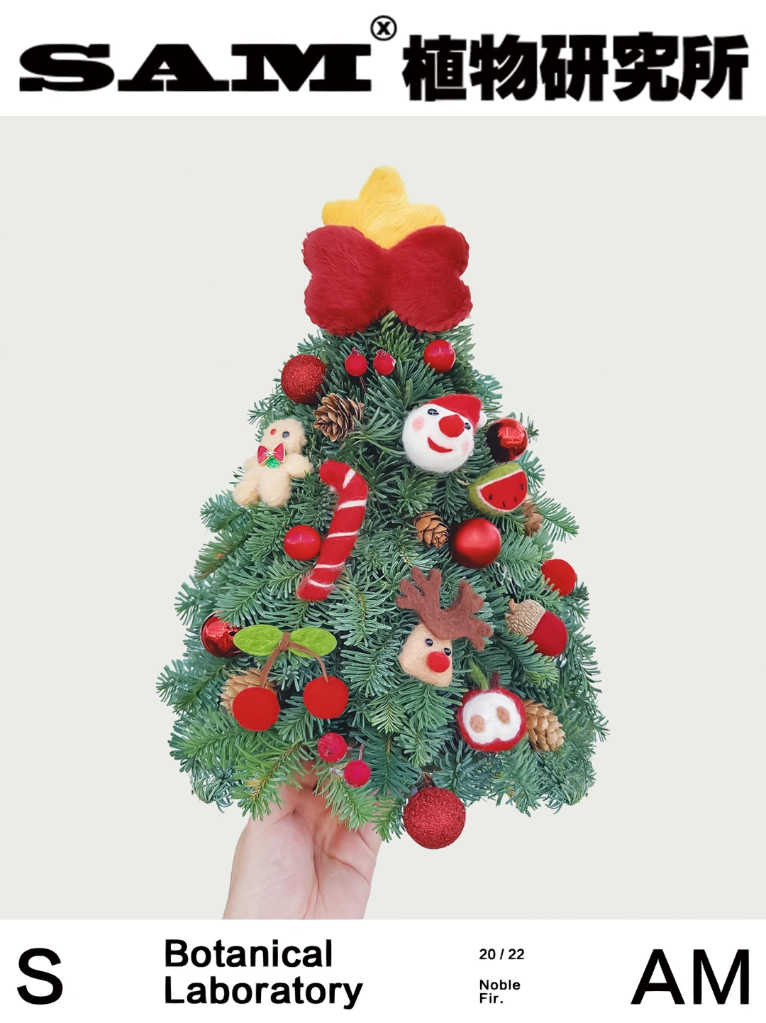 诺贝松圣诞树｜2022 Noble Fir.