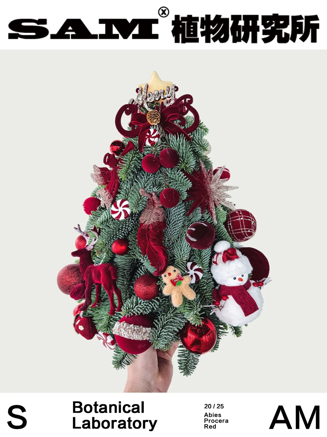 红丝绒诺贝松圣诞树｜Abies Procera