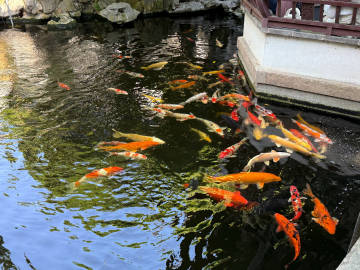 大肥鱼