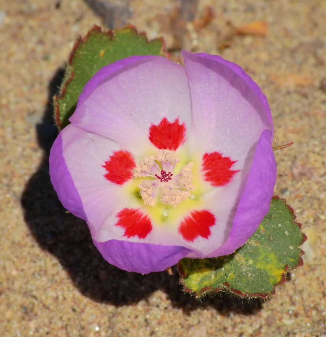 美洲五斑花Eremalche rotundifolia