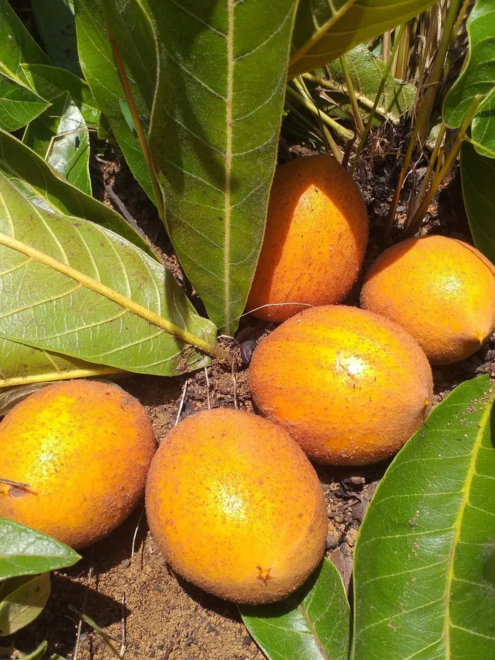 稀有地下水果～塔图果PRADOSIA BREVIPES