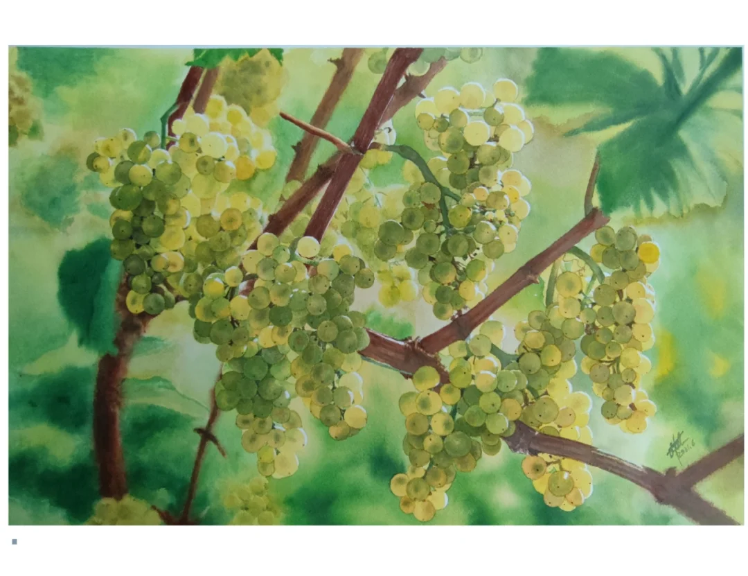 水彩 葡萄