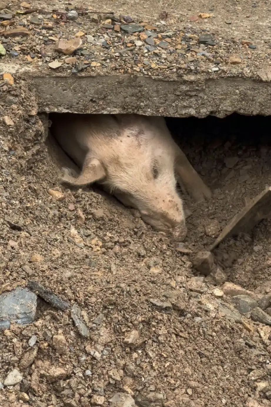 泥石流埋住猪圈，陕西农户家的猪被困36天奇迹生还
 
陕西，一农户家里养了两头猪，遭遇泥石流后一头跑了出来，另一头名叫猪大的生猪，被泥沙掩埋困在猪圈之下，所有人都觉得它很难活下来。
 
这场灾害发生在八月，洪水裹挟泥石流冲垮猪圈。两头猪一头顺利脱险，一头被压在石板和泥土下面。这两头猪已经饲养半年，原