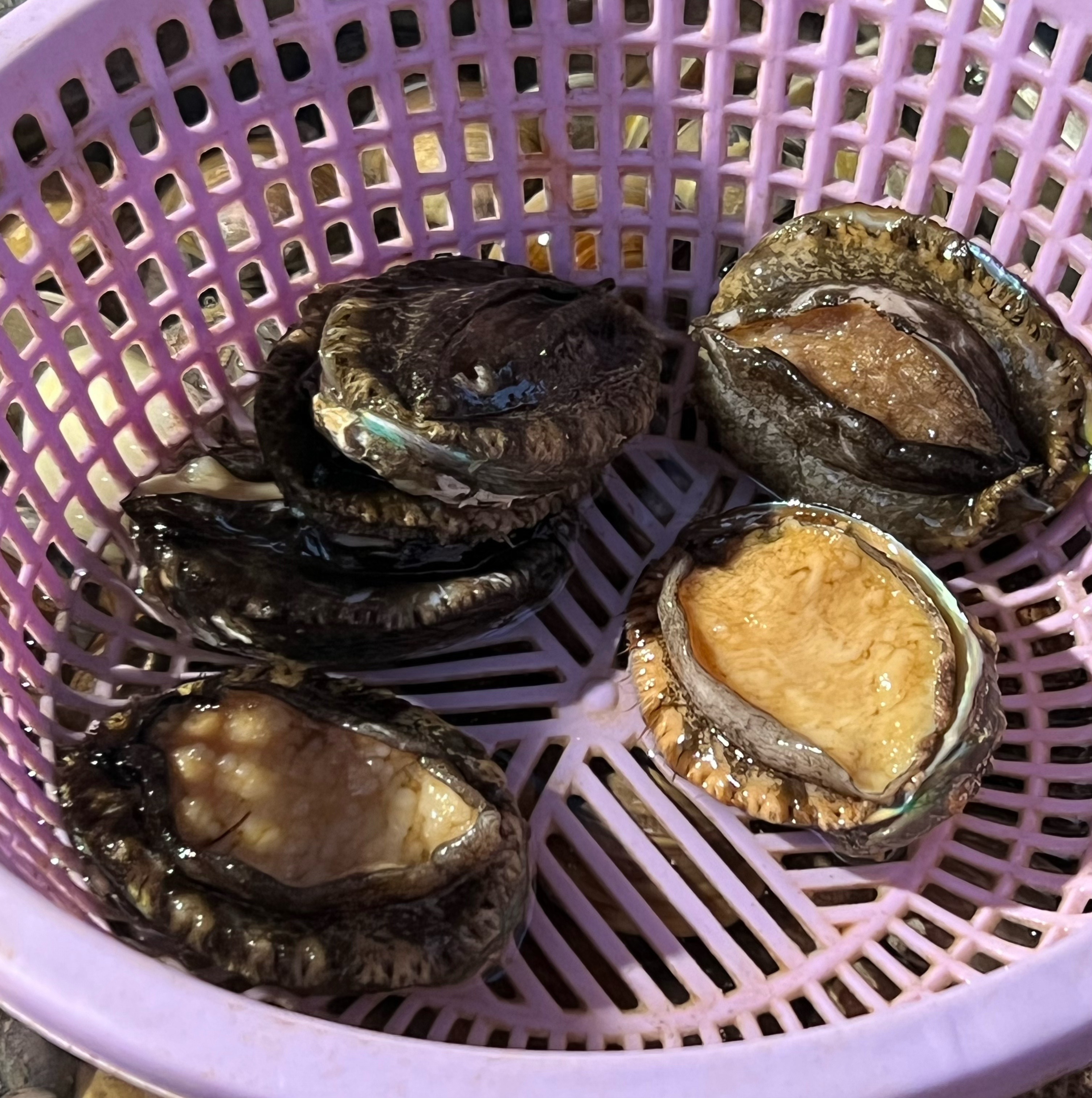 doi实况来咯‼️今天也是超级自律的人！！恋爱恋爱[超话]plog ​​​