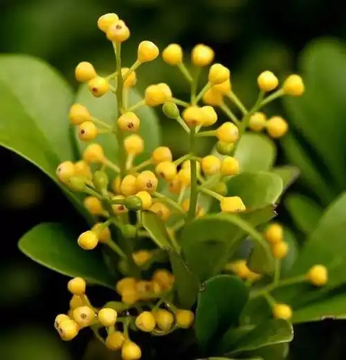 漫行草木间 米兰，学名米仔兰（拉丁学名：Aglaiaodorata Lour.），又名树兰、鱼仔兰、兰花米、碎米兰等。是一种属于楝科、米仔兰属的常绿灌木或小乔木；人间烟火 茎多小枝，幼枝顶部被星状锈色的鳞片；叶轴和叶柄具狭翅，有小叶3-5片；小叶对生，厚纸质，顶端1片最大，下部的远较顶端的为小，先端钝，基部楔形，两面均无毛，侧脉每边约8条，极纤细，和网脉均于两面微凸起；叶柄上有极狭的翅，每复叶有3～7片倒卵圆形的小叶，全缘，叶面深绿色，有光泽；风起云散 小型圆锥花序，着生于树端叶腋；花很小，直径约2毫米，两性花的花梗稍短而粗；花萼5裂，裂片圆形；花瓣5，黄色，香气甚浓；果为浆果，卵形或近球形，初时被散生的星状鳞片，后脱落；种子有肉质假种皮；遇见美好 花期5-12月，果期7月至翌年3月。米兰原产我国华南地区，常生于低海拔山地的疏林或灌木林中，在广东、广西、福建、四川、贵州和云南等省常有栽培；