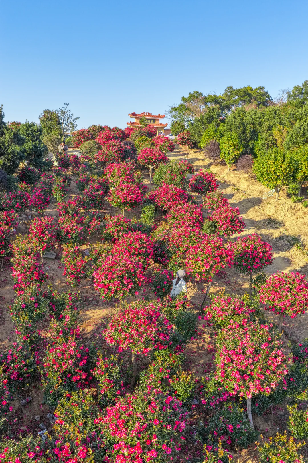 🌺茅洋禅寺｜闯入冬日山茶花秘境，美到失语