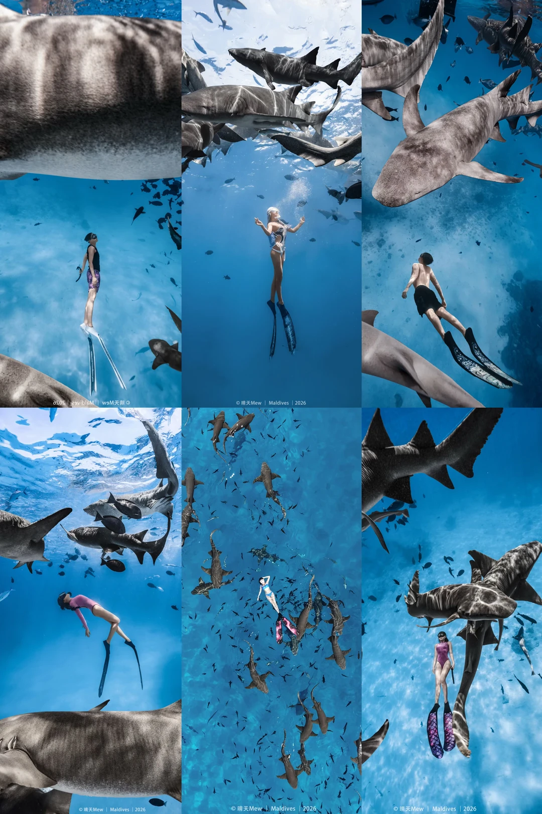 🌊马尔代夫 | 被护士鲨包围的瞬间，我屏住了