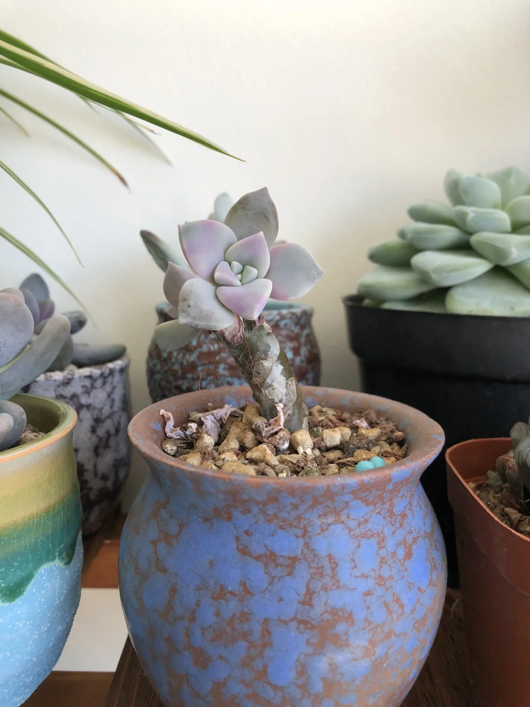 多肉度夏 多肉治愈一切