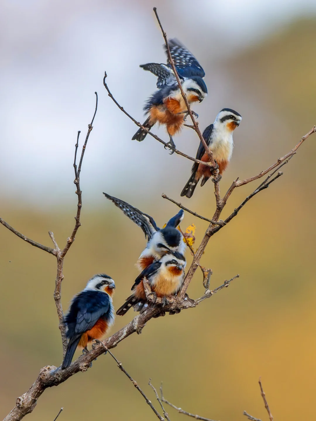 红腿小隼的社交时刻