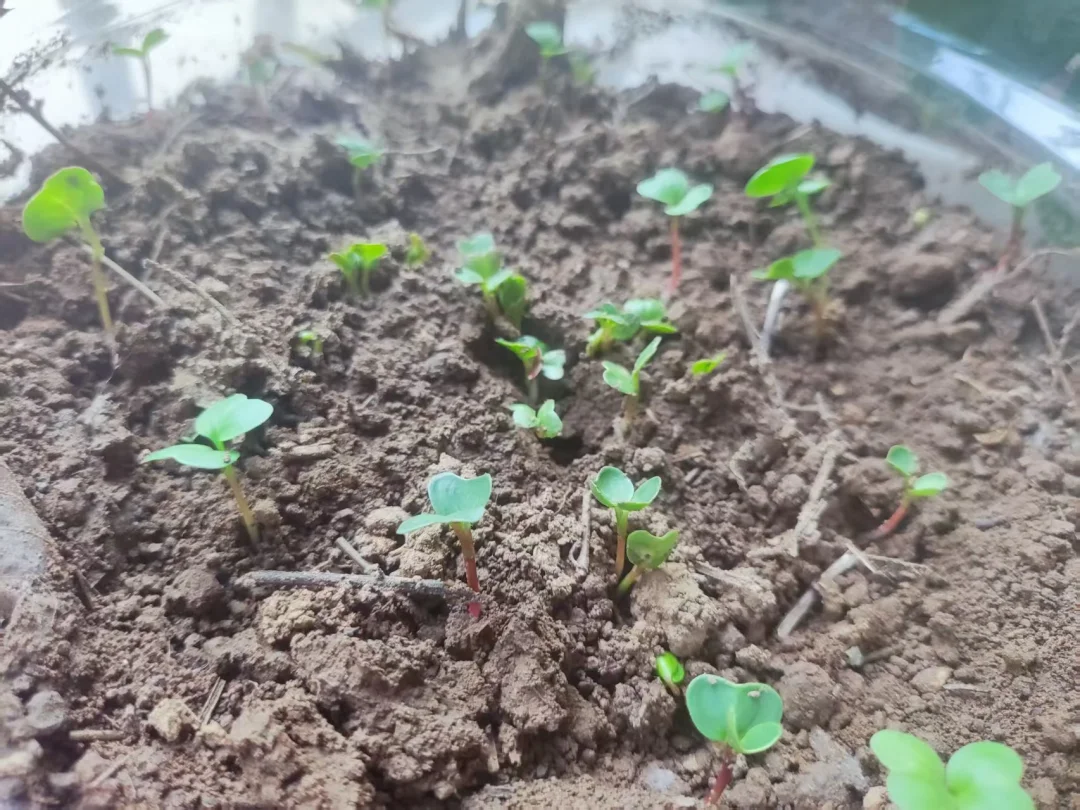 种菜(4)