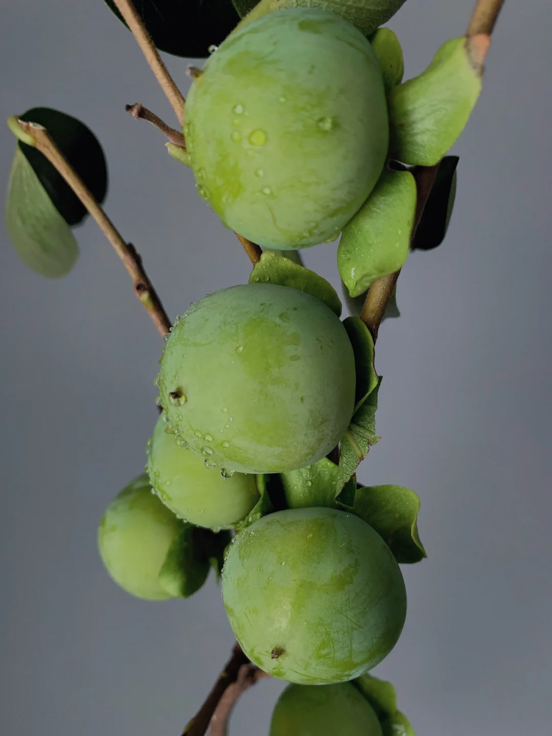带你每天认识一种花材103｜青柿