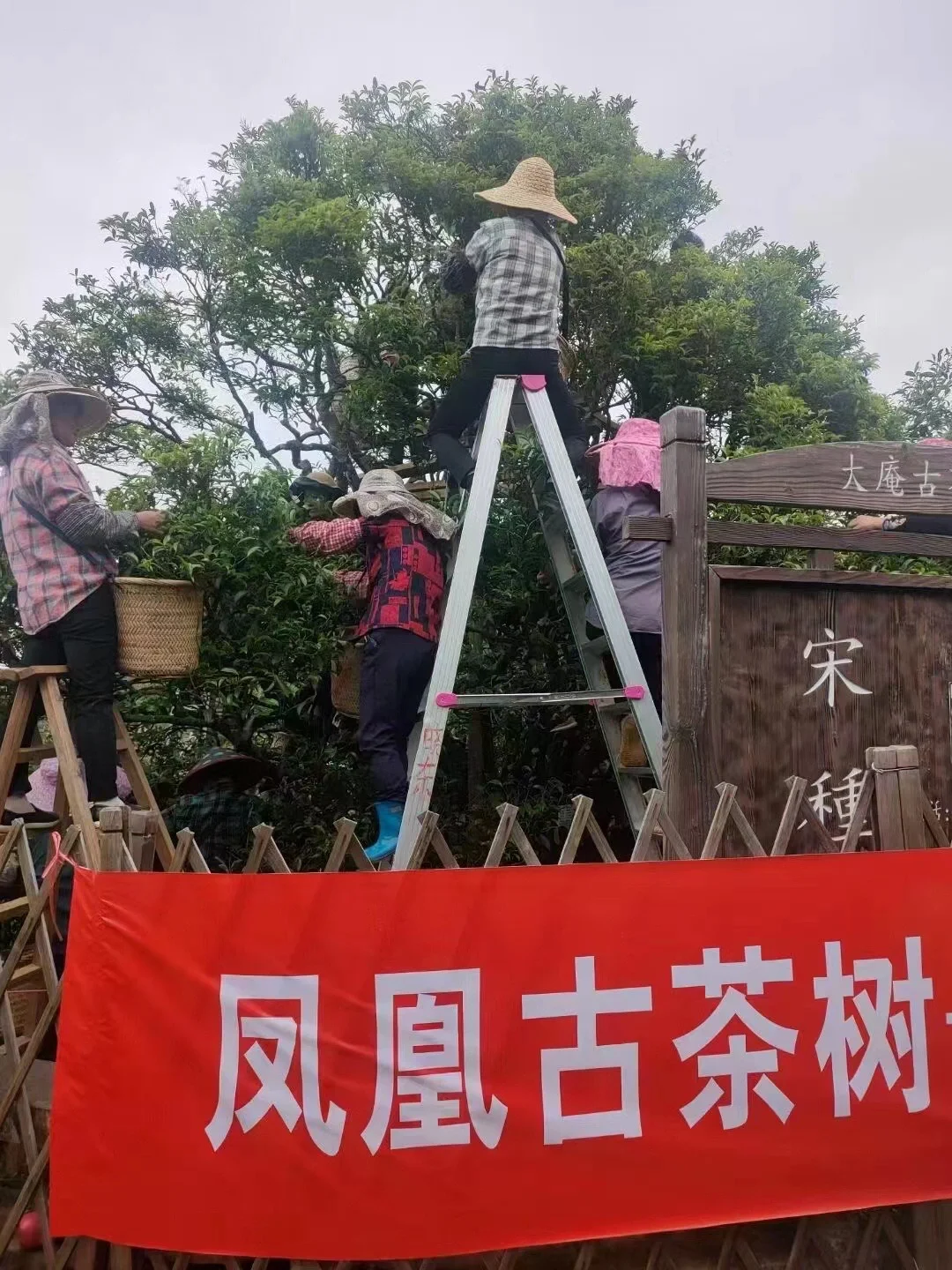 潮州凤凰山·大庵宋种采摘仪式