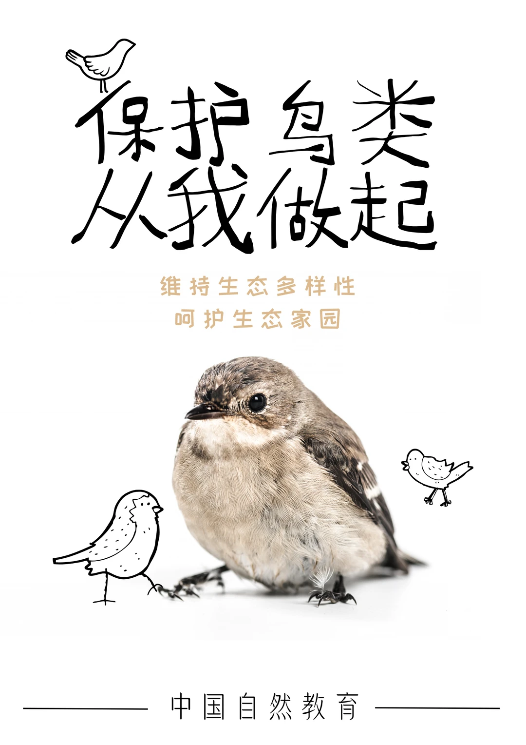 科普知识｜保护鸟类 从我做起