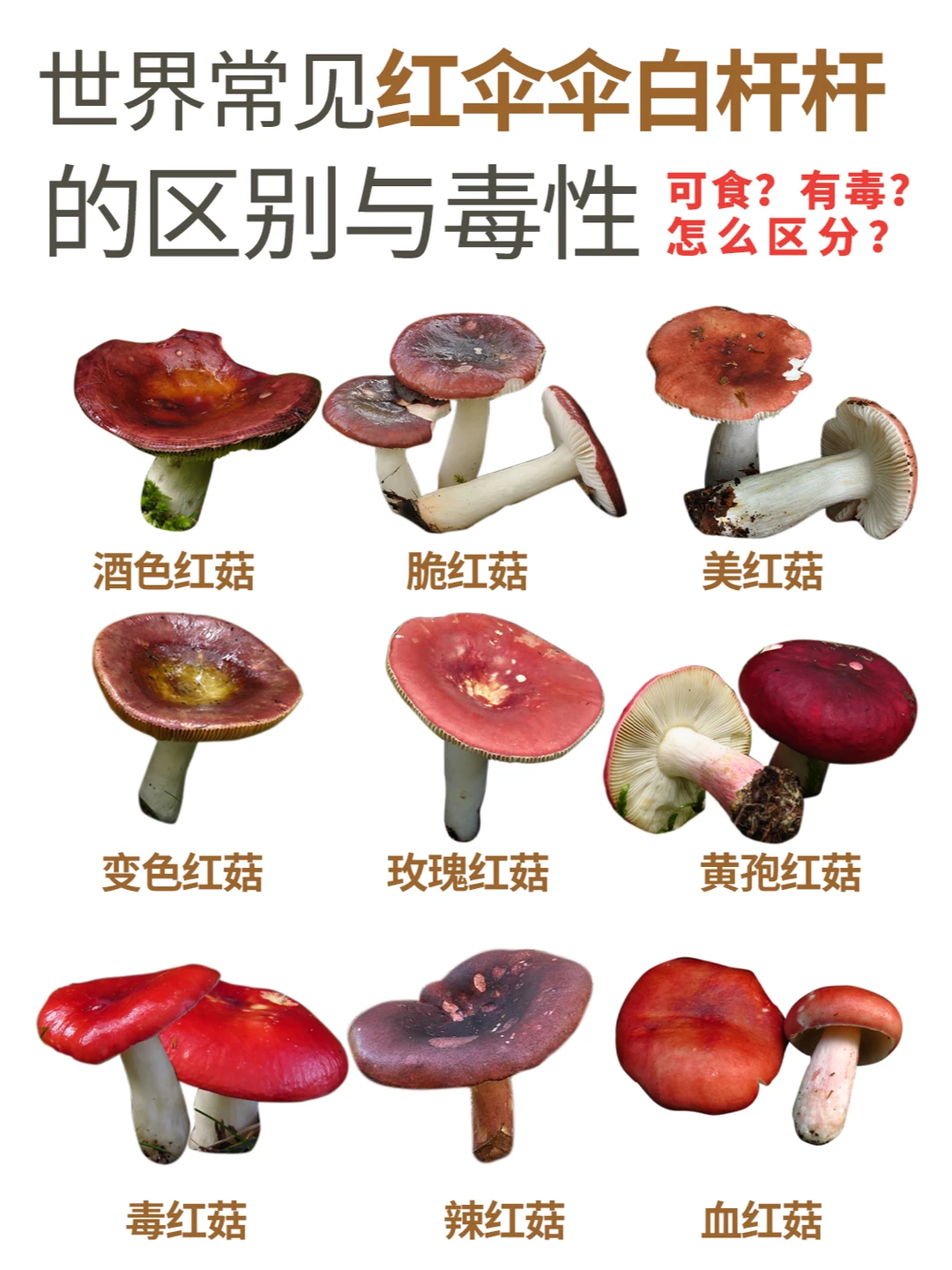 认清9种红伞伞白杆杆，分辨可食和有毒🍄