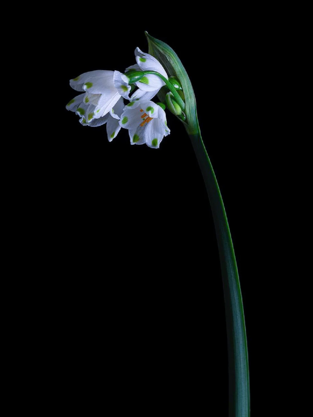 带你每天认识一种花材210｜雪片莲