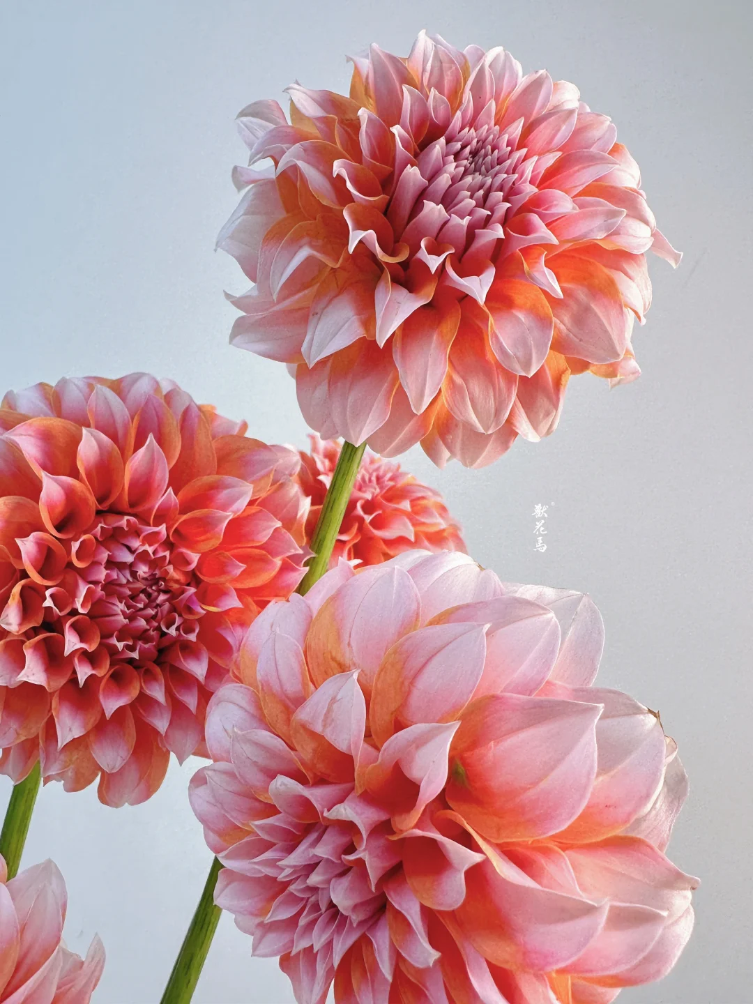 大丽花-奶油桃子🍑